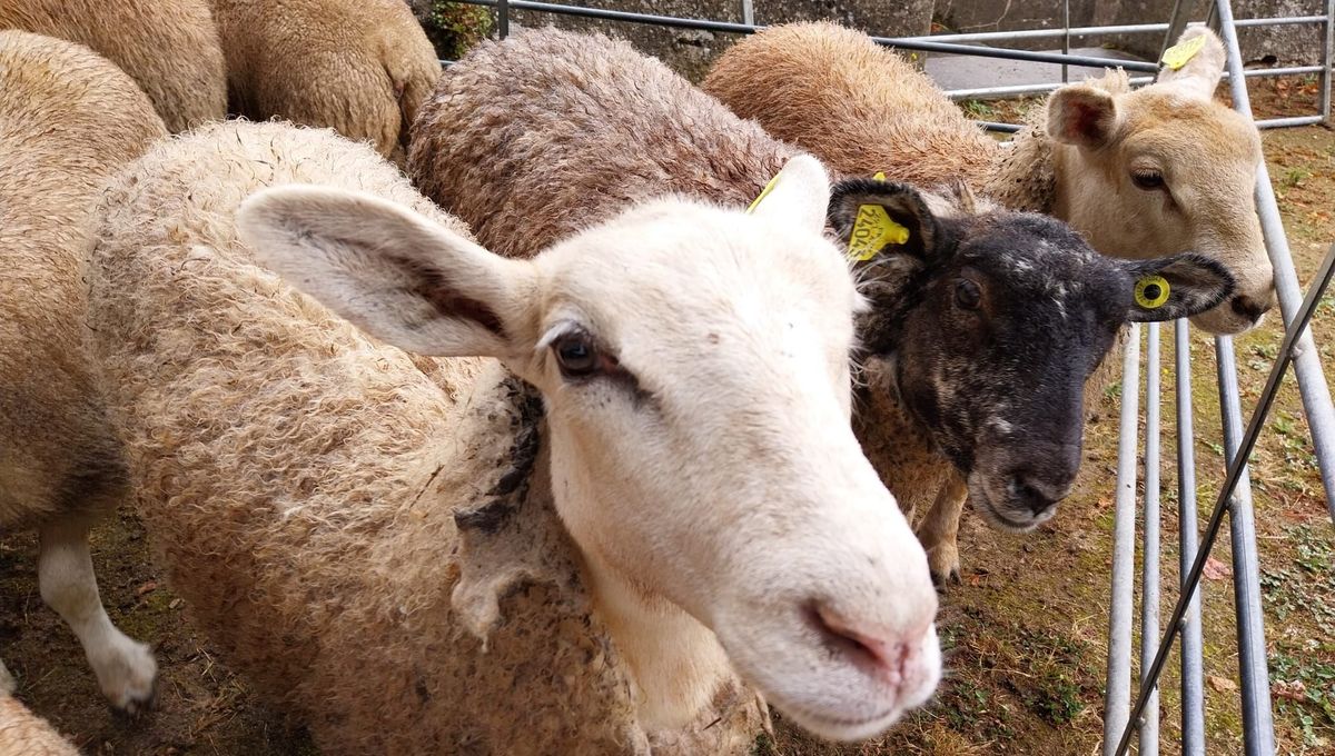 Foire Ovine de Saint-Benoît-du-Sault (Photo d'illustration)