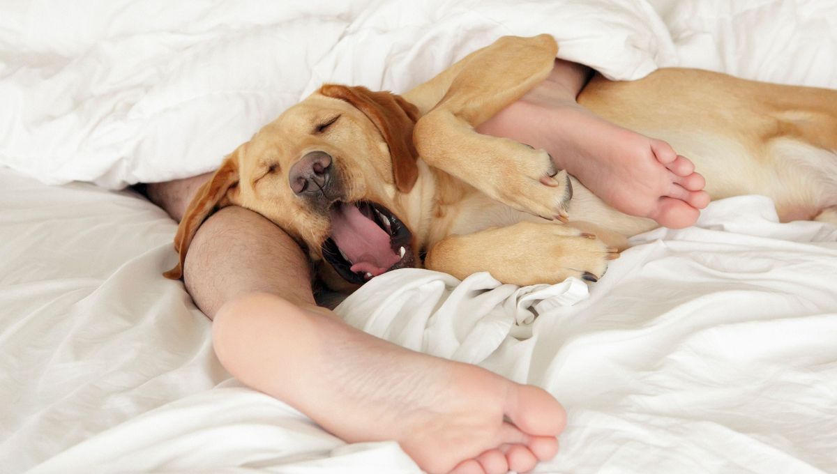 Dormir avec son chien une bonne ou une mauvaise idée ?