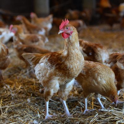 Les volailles doivent rester à l'abri dans une partie de la Vendée (photo d'illustration).