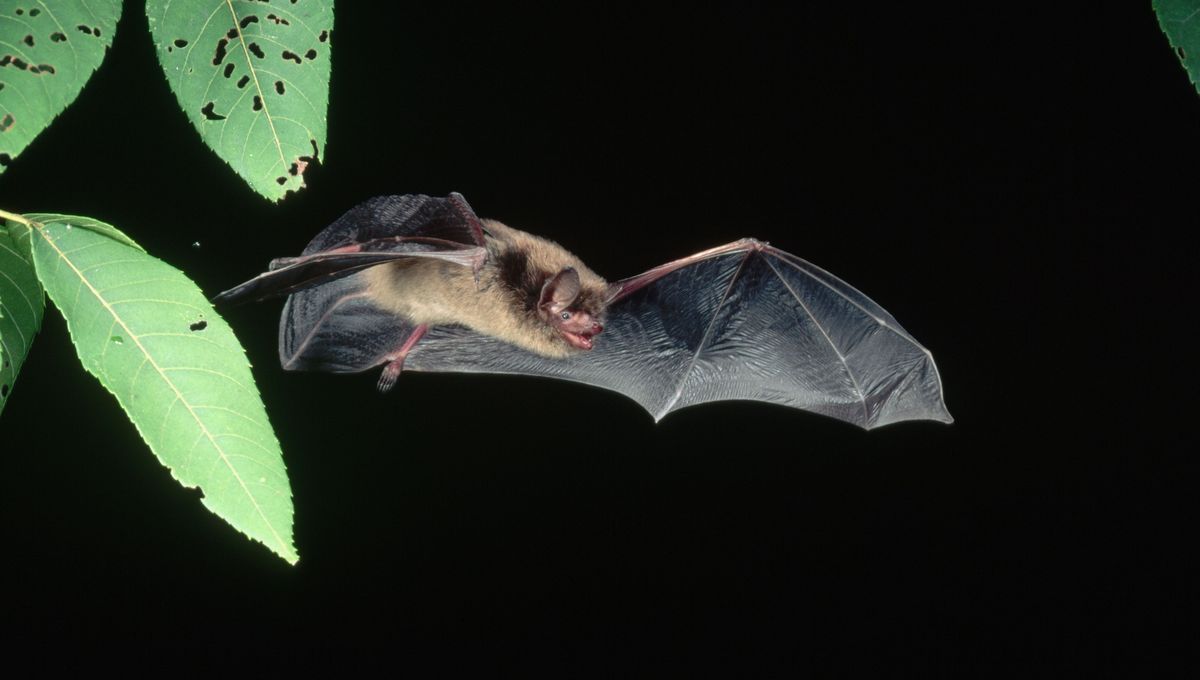 8 espèces de chauves-souris ont été observées dans la grotte de Cravanche