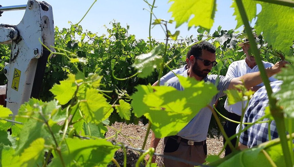 Image d'illustration : producteur de cognac dans ses vignes