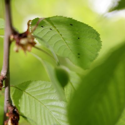 Des mouches drosophiles sur une branche de cerisier.