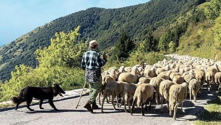 Les élus demandent notamment de l'aide pour aider les bergers à descendre leurs bêtes et leur matériel (illustration)