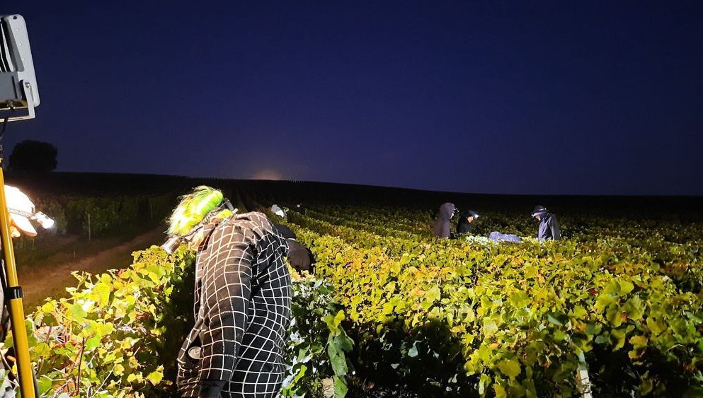 Des vendangeurs dans les parcelles de la Maison Henri Giraud