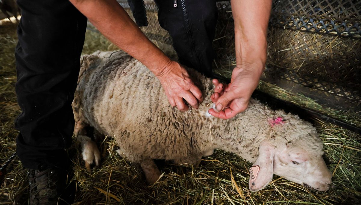 Près de 2000 foyers ont déjà été détectés dans 22 départements en France