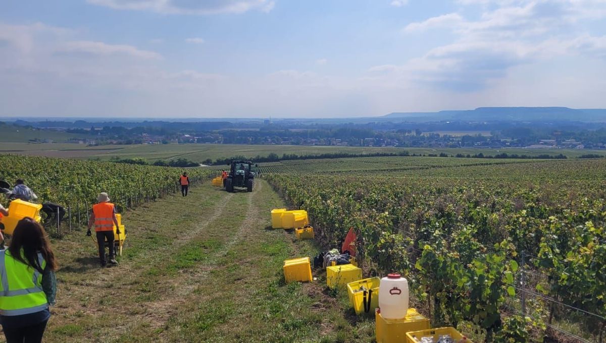 Les vendanges dans le vignoble de Champagne