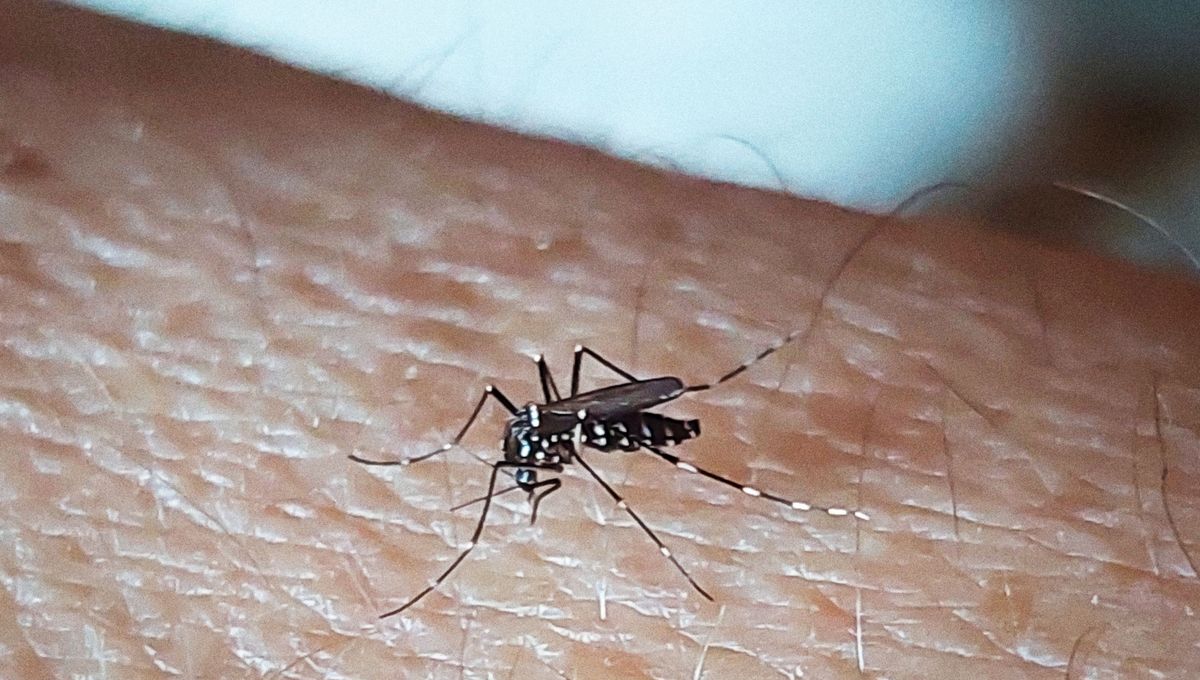 Le moustique tigre  (Aedes albopictus) est de petite taille