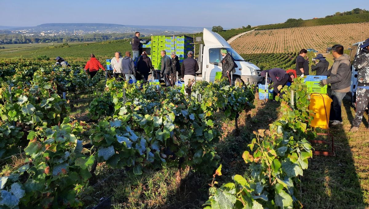 Des saisonniers dans une parcelle de la maison Henri Giraud à Ay.