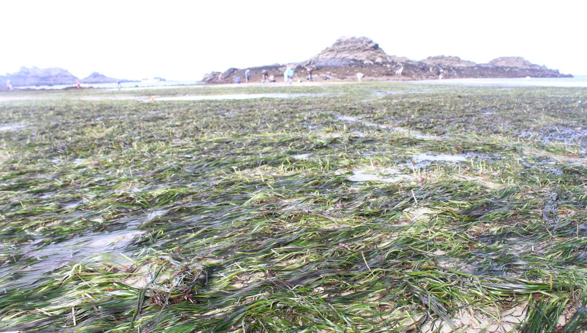 Un herbier de zostères à Saint-Lunaire ( Ille-et-Vilaine) lors des grandes marées de mars 2024