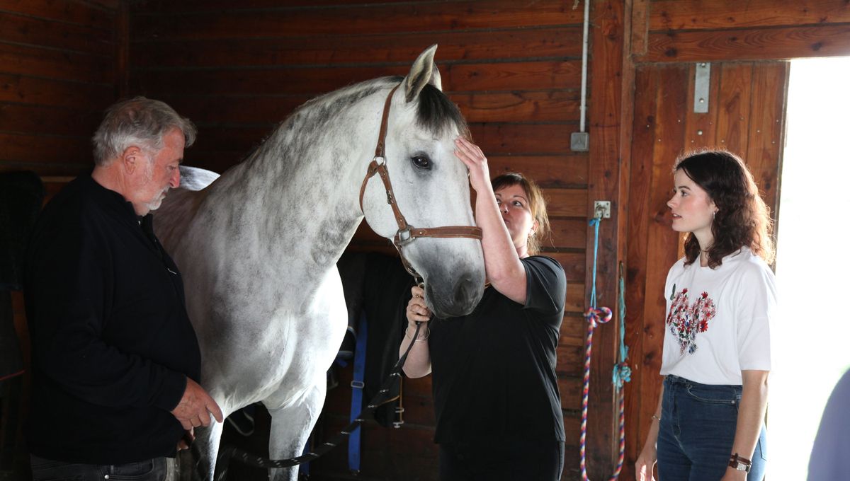 Les bienfaits de l'ostéopathie pour chevaux après un concours de dressage