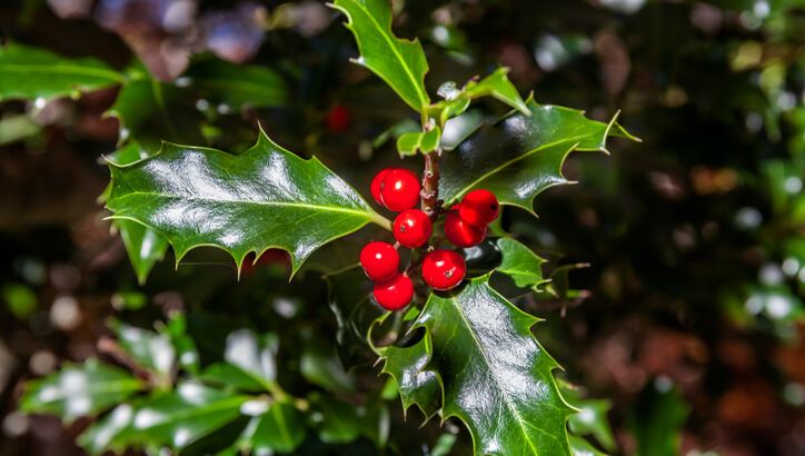 Avec le sapin, le houx donne vraiment une ambiance de Nouvelle année