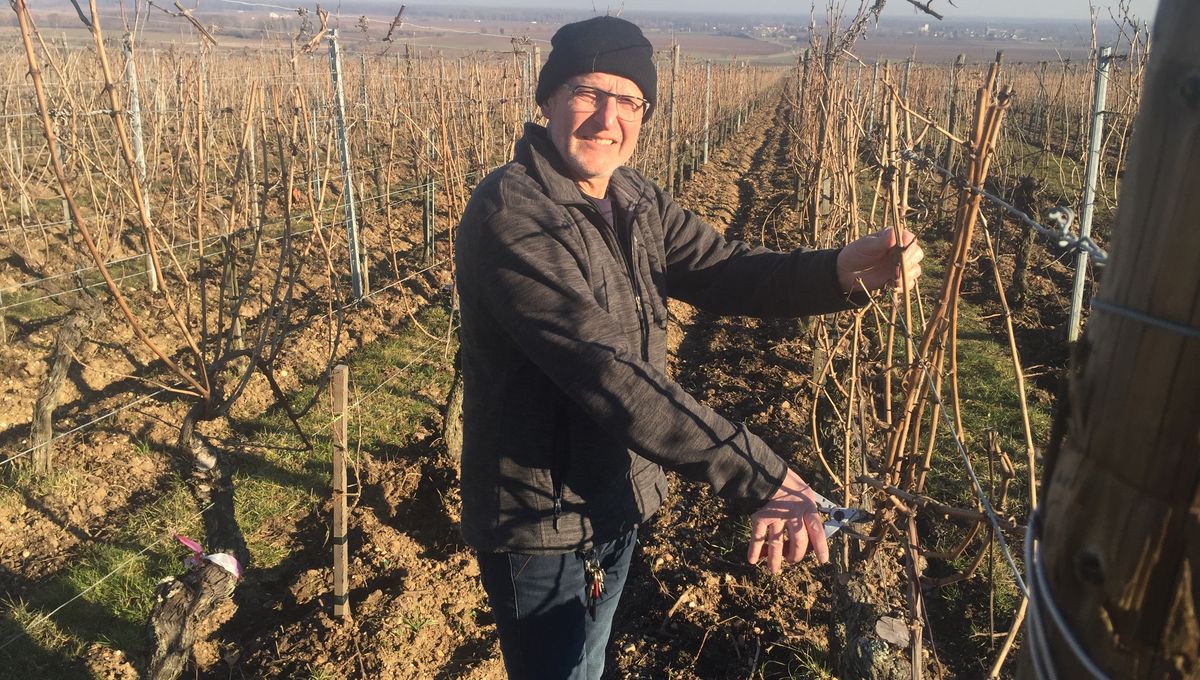 La taille de la vigne sur le domaine Jean Becker à Zellenberg 