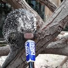 L'été des animaux sur France Bleu Normandie