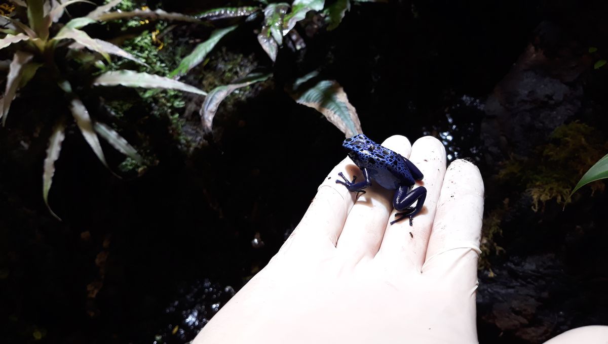 Grenouille azur aux jardins animaliers Biotropica à Val-de-Reuil (27)