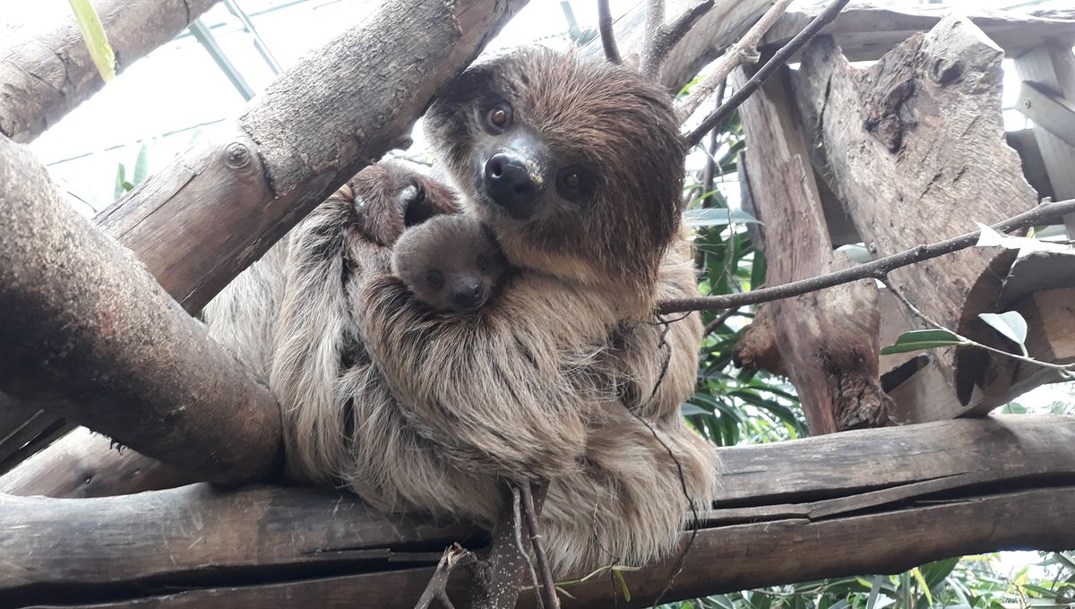 Le paresseux et son bébé aux jardins animaliers Biotropica à Val-de-Reuil (27)