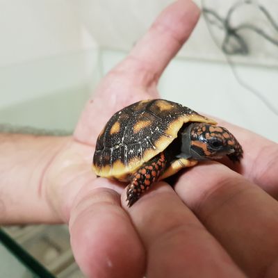 L'un des cinq bébés tortues né à  A Cupulatta dans la nuit du 31 décembre au 1er janvier