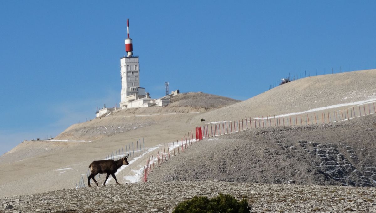 Un chamois sur votre chemin ou l'inverse 