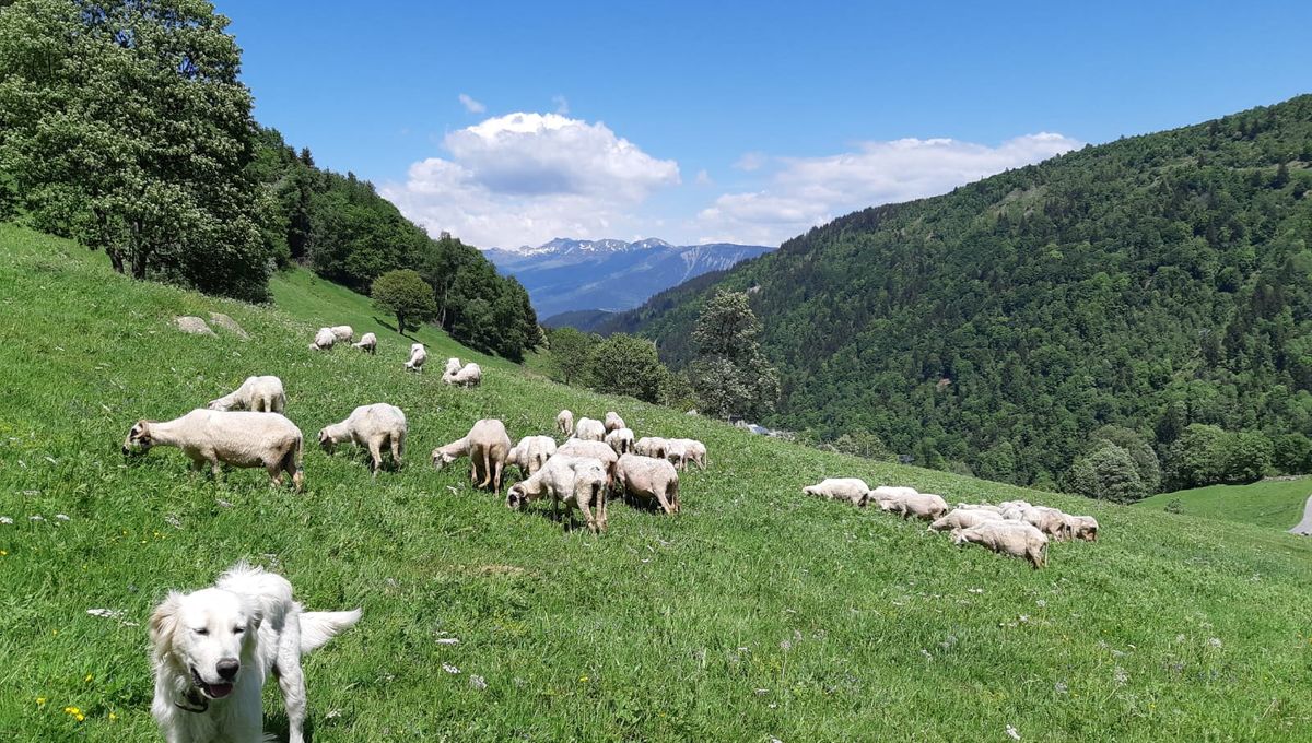 Les "patous" ou chiens de protection veillent sur les troupeaux en alpage pendant la saison d'estivale