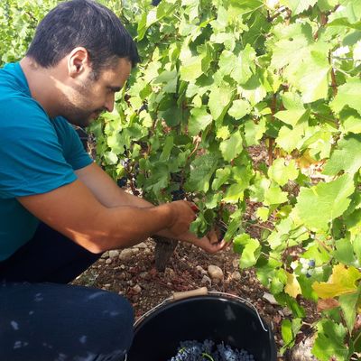 Johan "fier" de vendanger une des plus belles vignes du Château de Pommard