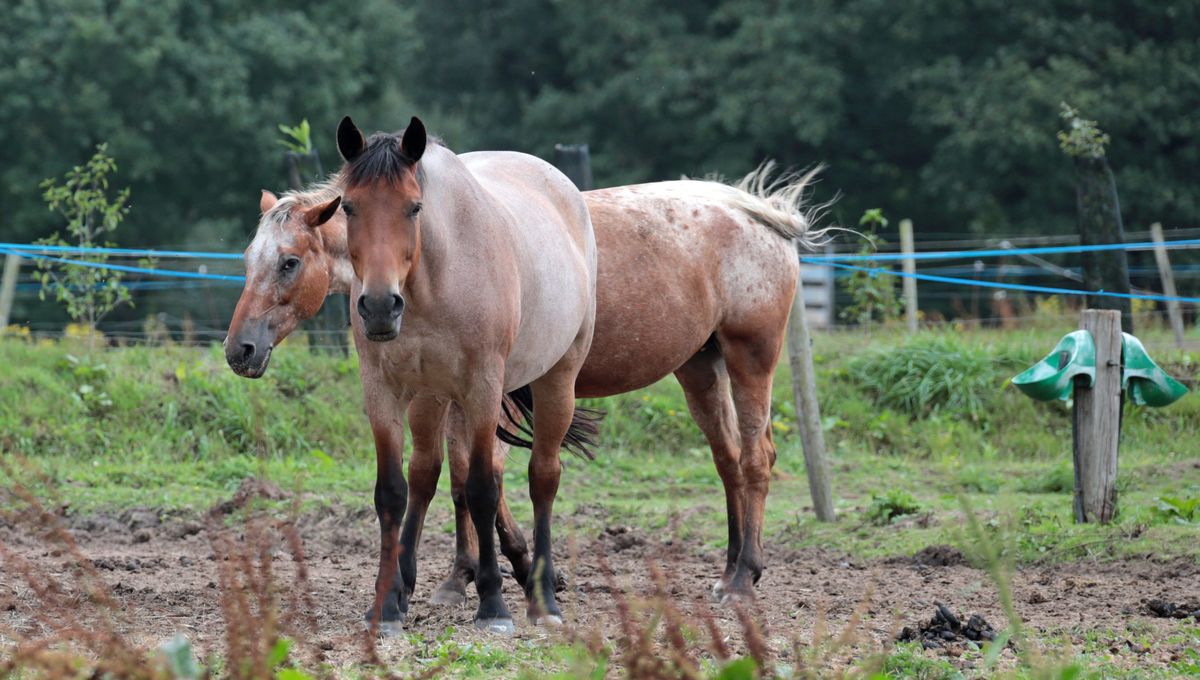 Aucun cas de mutilation de chevaux n'avait pour le moment été recensé dans le Nord-Pas-de-Calais