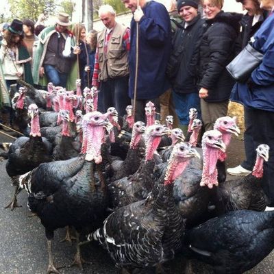 Le célèbre défilé de dindons dans les rues de Varaignes 