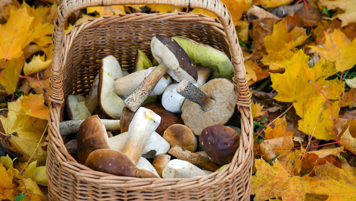 Les cèpes toujours ramassés dans un panier