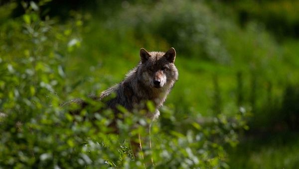 Un loup observé en Vaucluse