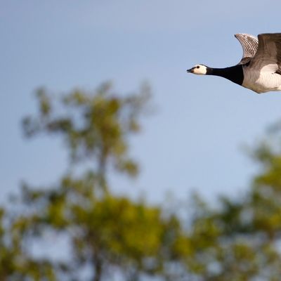 Une oie sauvage a été retrouvée morte dans le Morbihan à Saint-Armel. (Illustration)