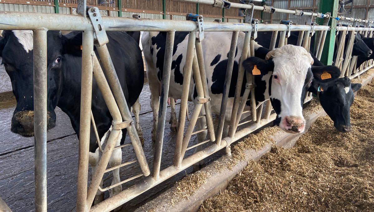 l'hiver, les vaches laitières sont sous un hangar