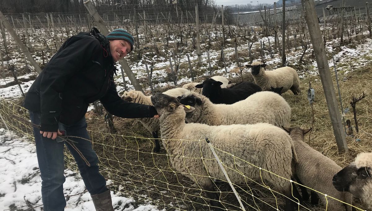 Yann Bury a installé des moutons dans ses vignes à Ammerschwihr, près de Colmar 