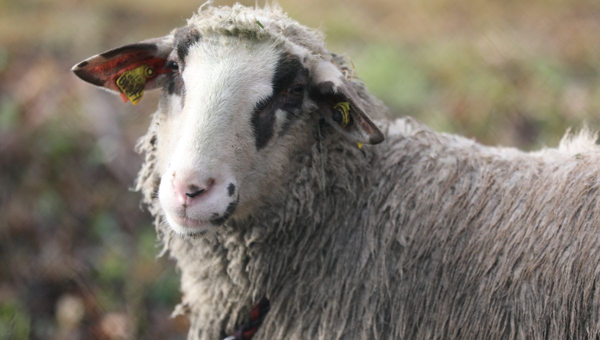 La laine, un produit qu'Adèle Zeltz valorise l'hiver pendant que les brebis sont à la bergerie (photo d'illustration)