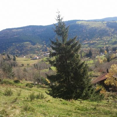 Le sapin a frappé le jeune homme au niveau de la tête (photo d'illustration)