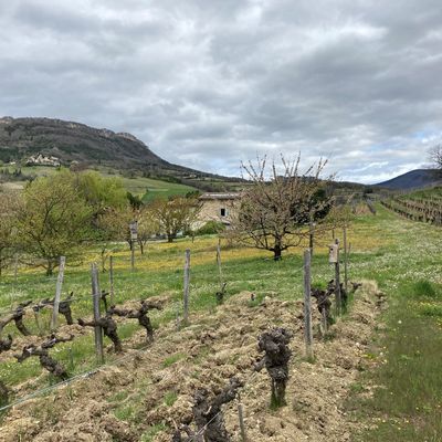 Les cépages de Clairette du domaine Peylong à Suze, dans la Drôme