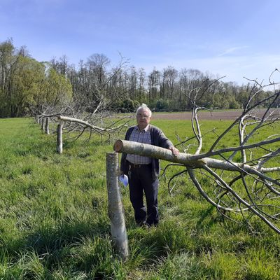 André Strich dans son champ devant les noyers coupés à la tronçonneuse.