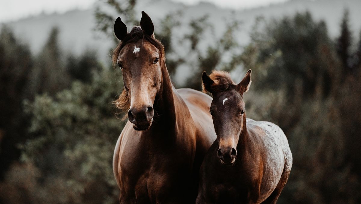 Des supers centres équestres : Cheval dire à tout le monde !