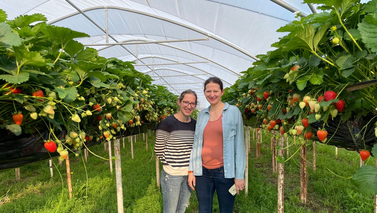 Agathe et Rosalie Guth, Les propriétaires de la ferme "Aux Pays des Fraises"