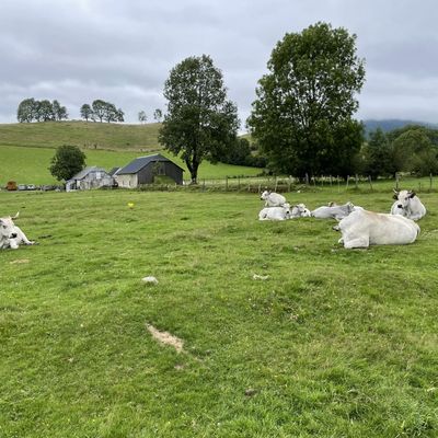 Au plateau du Bénou, les vaches sont en liberté. 