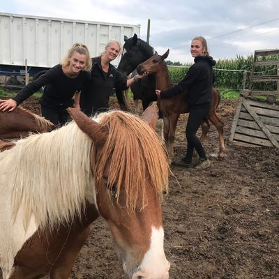 Les chevaux sont accueillis à Sainte-Croix-en-Plaine par l'association Animal's Dream