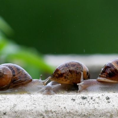 L'escargot de Bourgogne est protégé en France