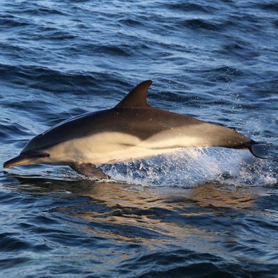 Un dauphin dans le soleil. Illustration 