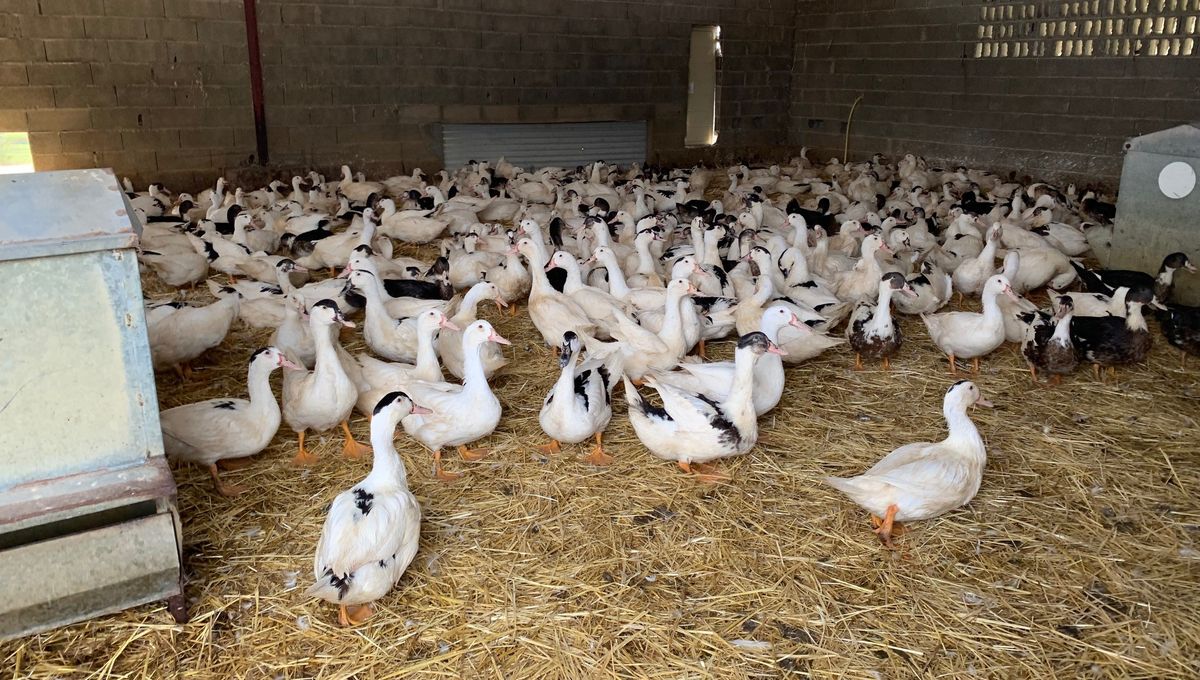 Des canards confinés - Image d'illustration