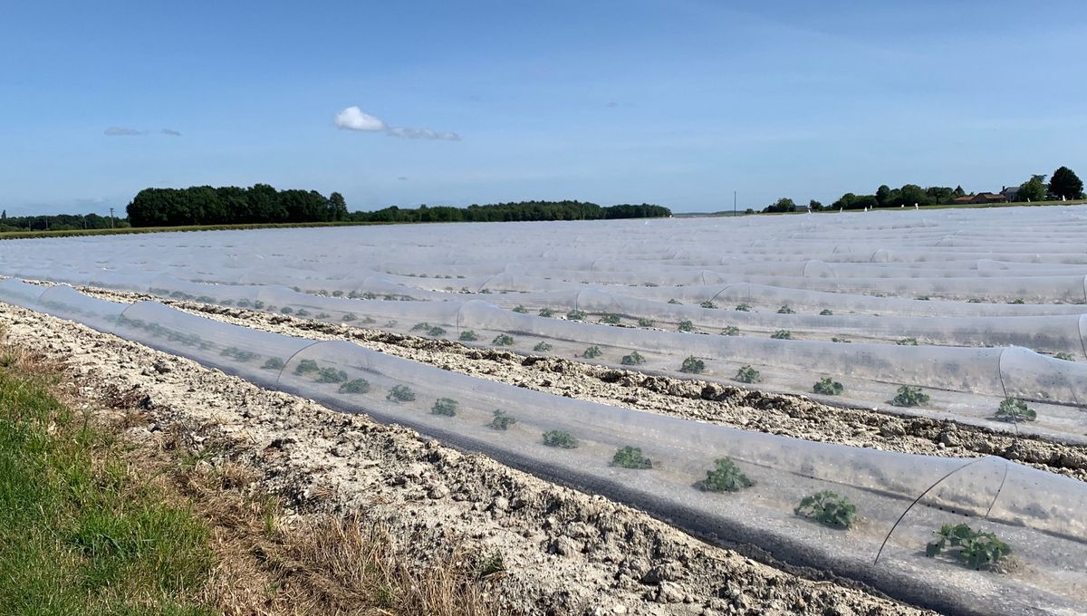 Plantations de melon en plein champ.