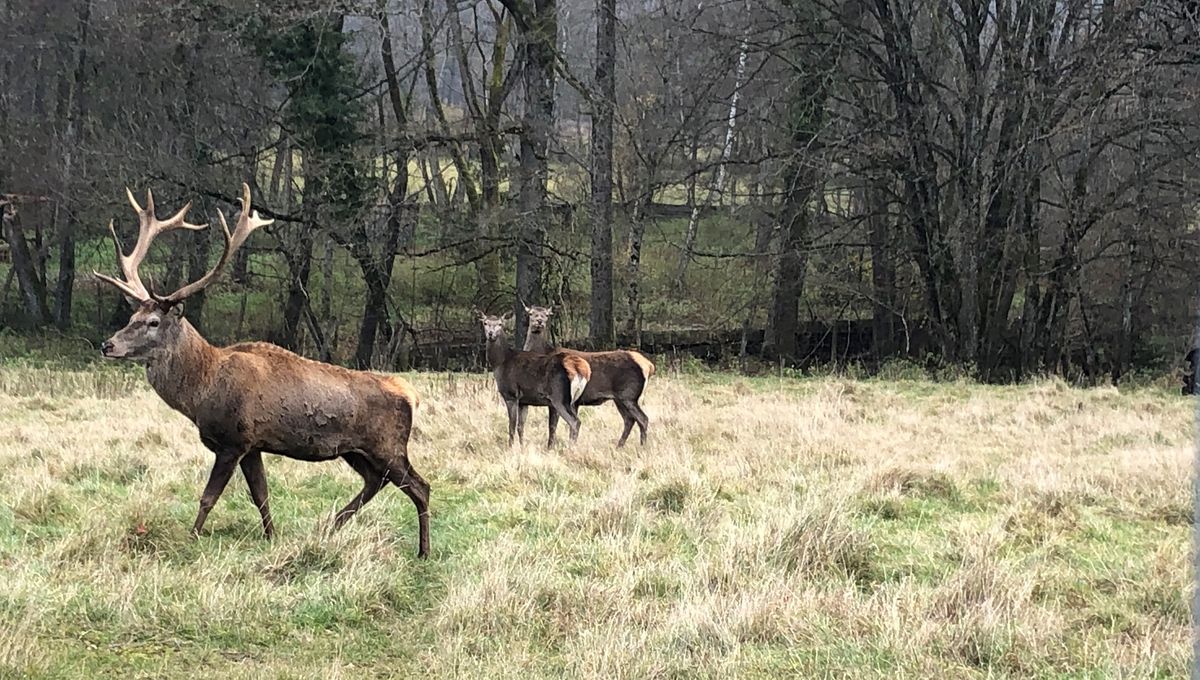 Le cerf, la biche et le faon, surnommés "Pépère", "Chériebelle" et "Bambilou" par les habitants.