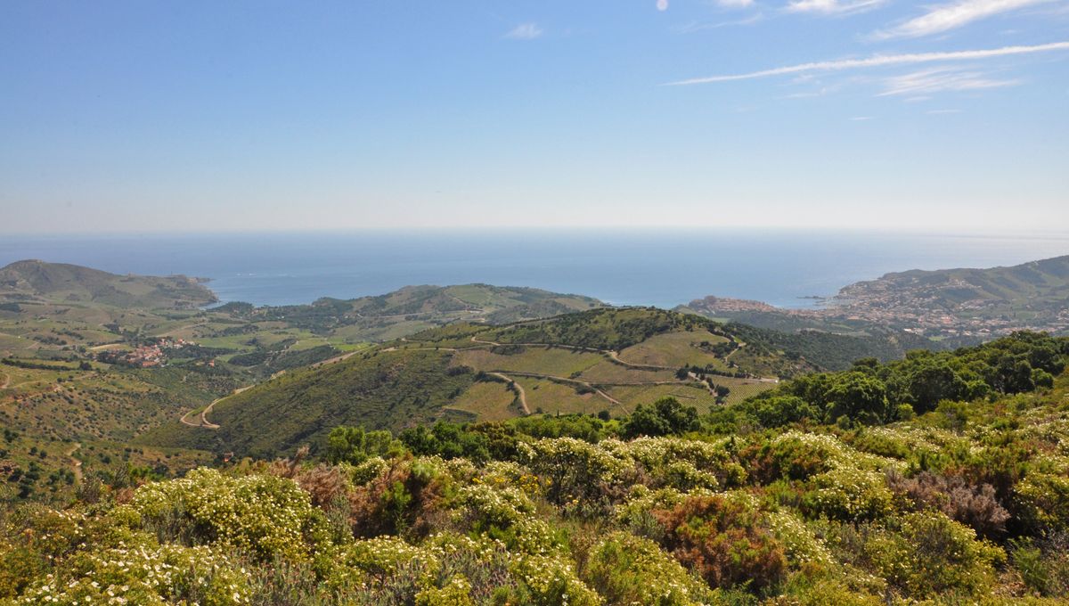 Illustration, Banyuls sur Mer