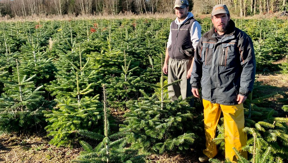 Loïc Beauzetier et Yoann Marenda au milieu d'une parcelle de nordmann et d'épicéas plantés il y a quatre ans