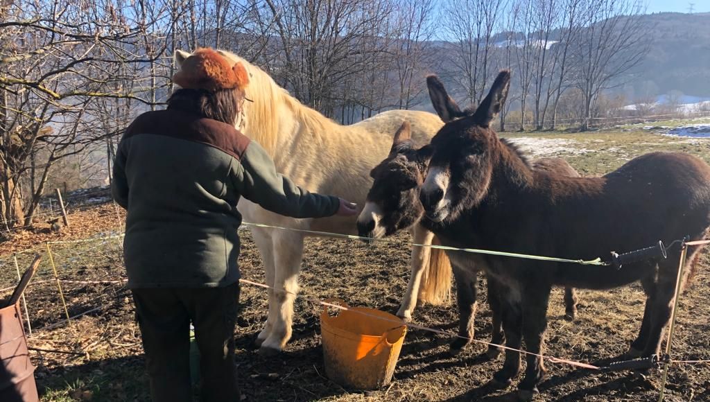 Sylvie Tieulent réconforte ses ânes après l'attaque de loup dont ils ont été victimes à Saint-Cassin (Savoie)