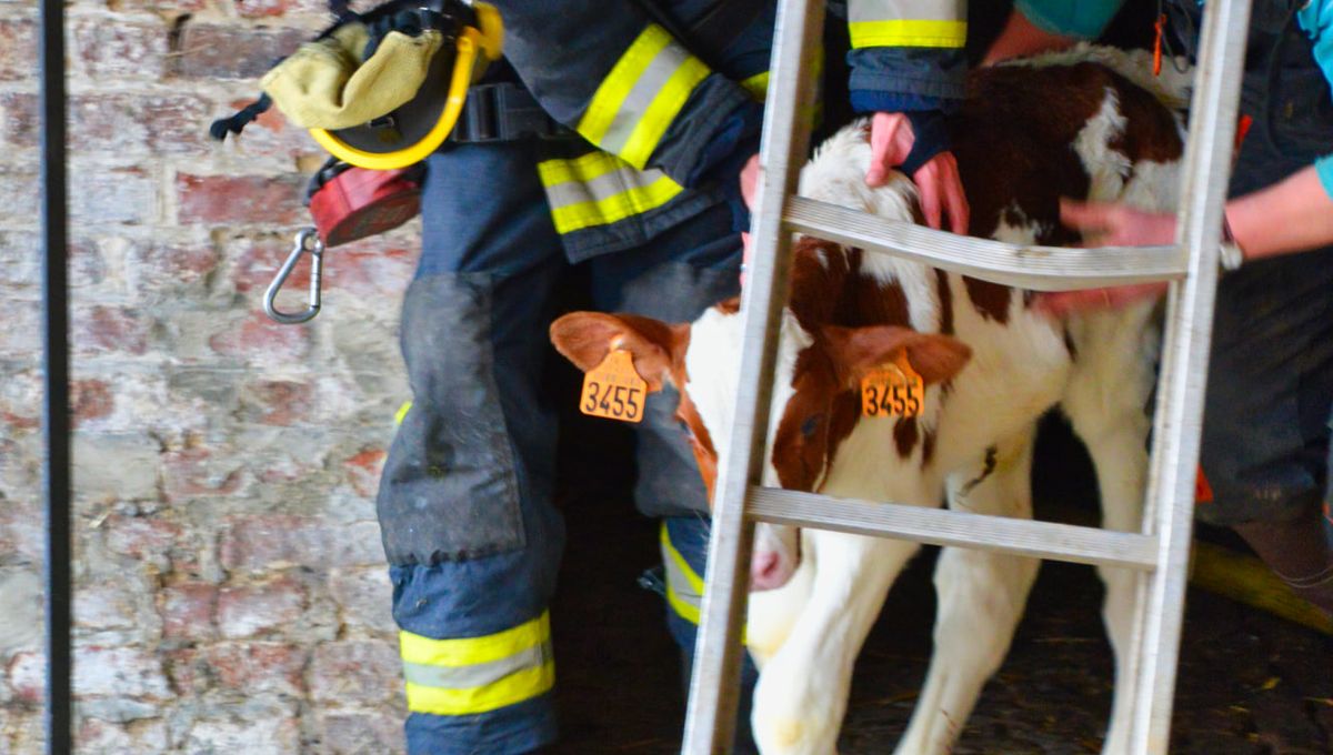 Les pompiers ont secouru 20 bêtes dans l'Avesnois.