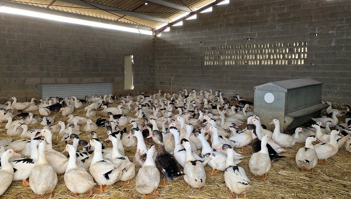 12.000 canards ont été tués sur l'exploitation ce mardi (photo d'illustration)