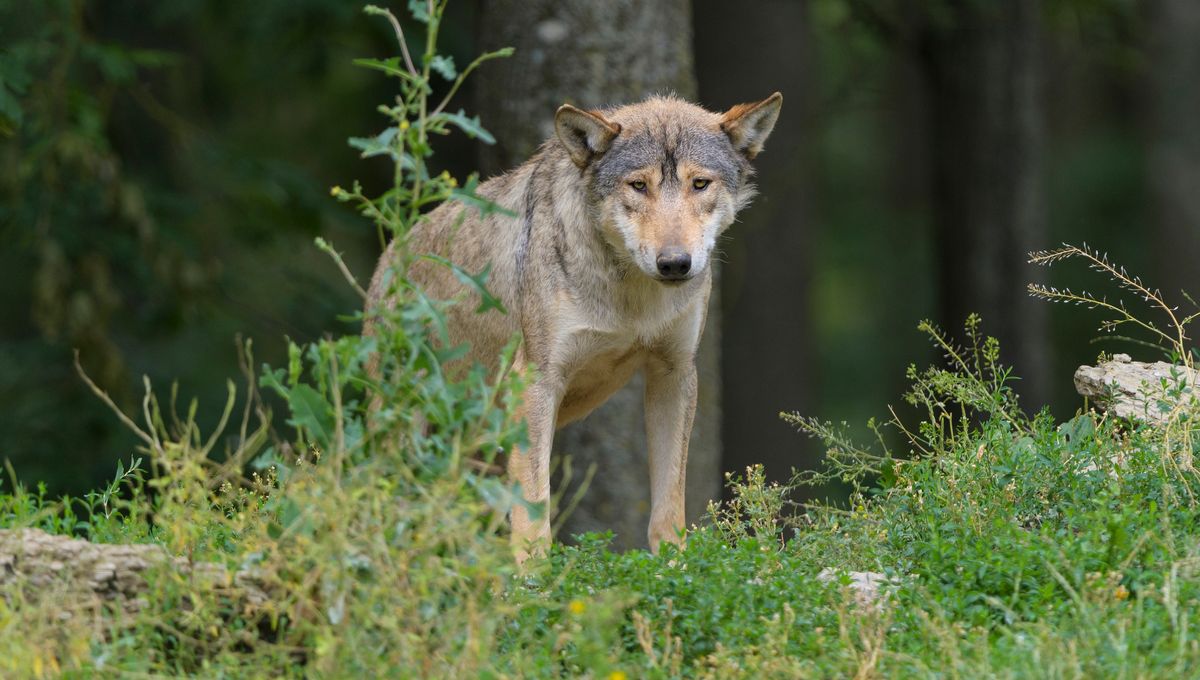 C'est le troisième loup abattu dans la Drôme depuis le début de l'année (photo d'illustration).