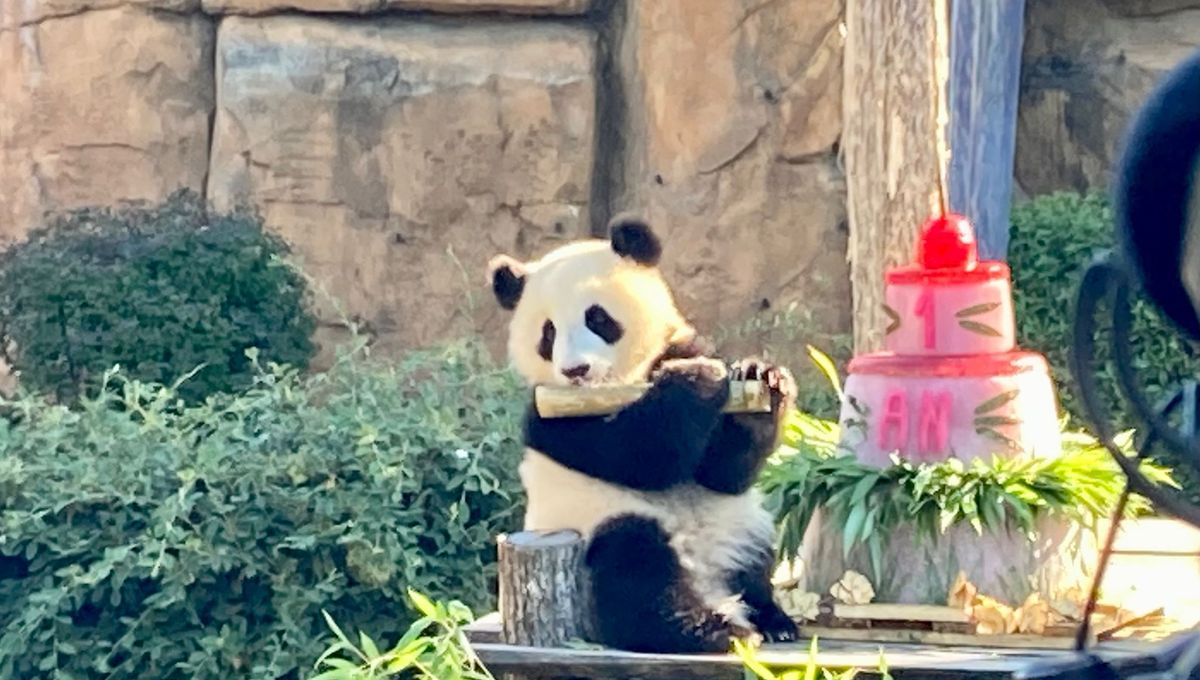 Les jumelles pandas avaient droit à des gâteaux et du bambou pour leur anniversaire